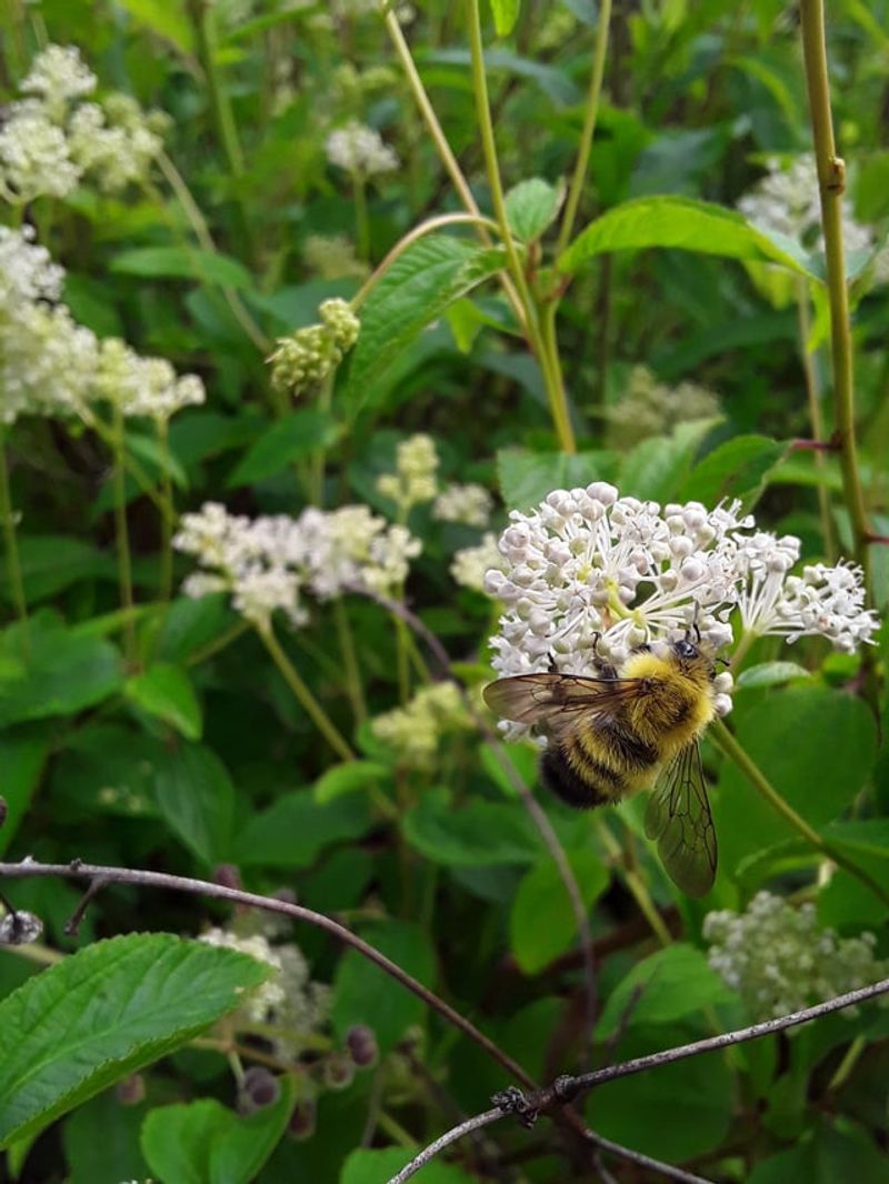 It Is Better For Native Gardeners Than A Standard Lilac Replacement It Is Better For Native Gardeners Than A Standard Lilac Replacement