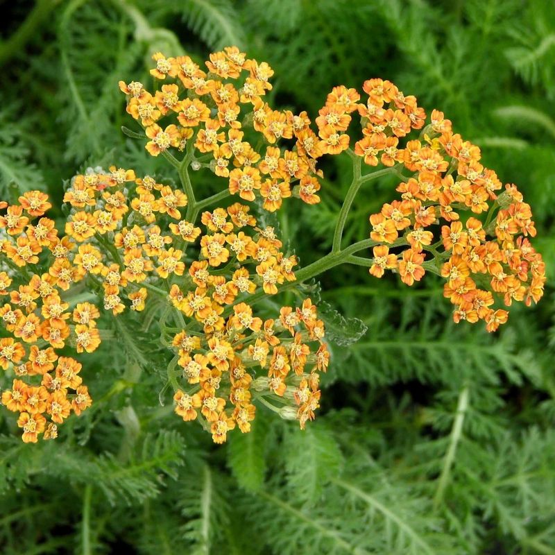 It Is Easy To Divide And Spread Around The Garden It Is Easy To Divide And Spread Around The Garden