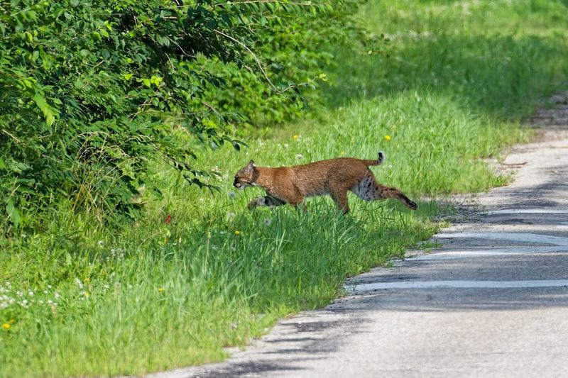 It Is More Likely Passing Through Than Moving Into Your Yard