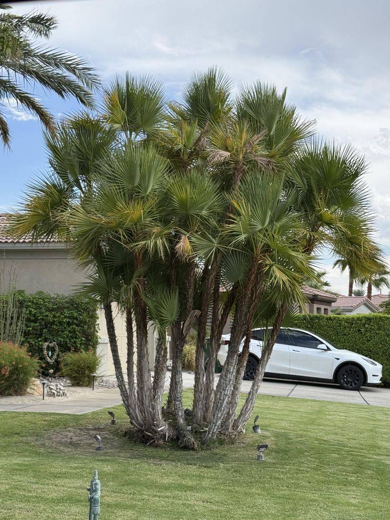 It Is Not An Areca Copycat