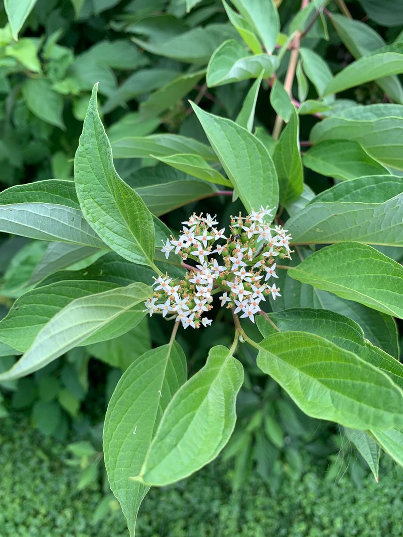 It Is Not The Right Choice For A Tiny Clipped Hedge It Is Not The Right Choice For A Tiny Clipped Hedge