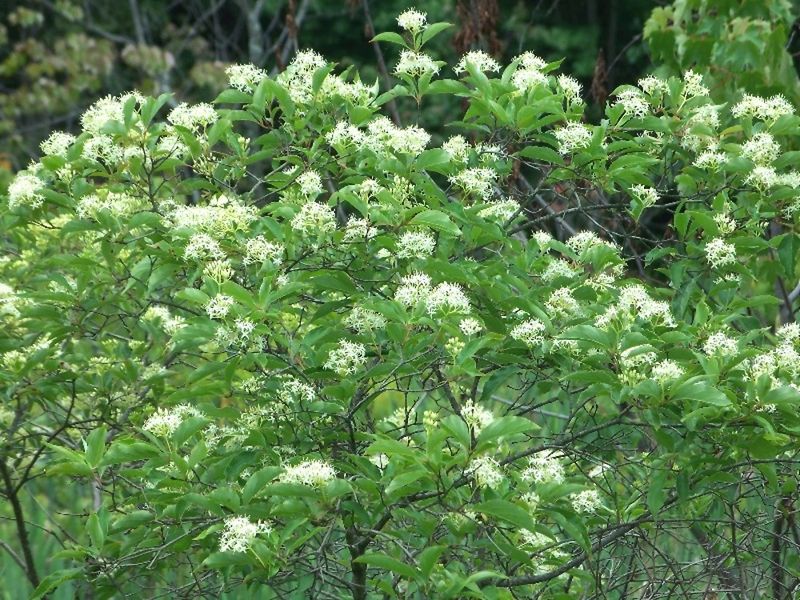 It Is Useful On Slopes And Embankments It Is Useful On Slopes And Embankments