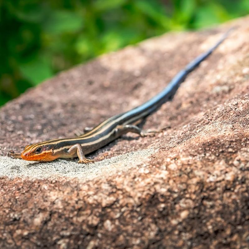 It Is Usually A Young Five Lined Skink It Is Usually A Young Five Lined Skink