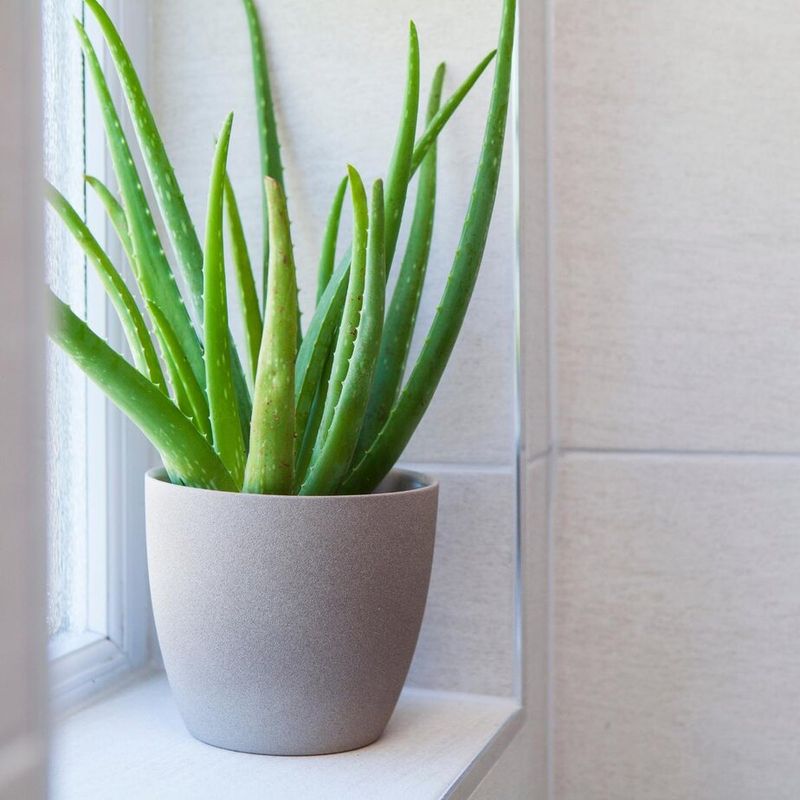 It Likes A Bright Bathroom Window It Likes A Bright Bathroom Window