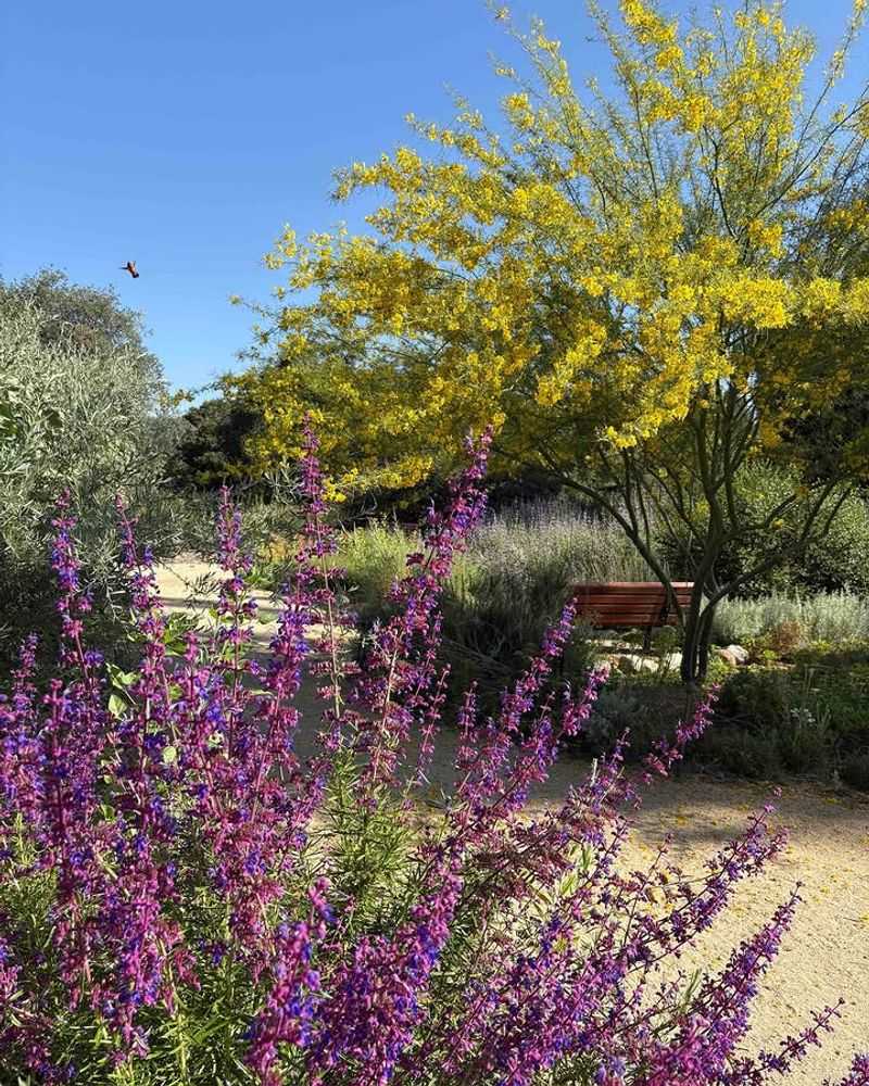It Looks Best In Dry Native Borders It Looks Best In Dry Native Borders