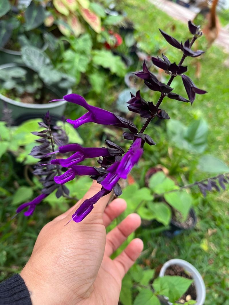 It Looks Better Than A Pest Planting It Looks Better Than A Pest Planting