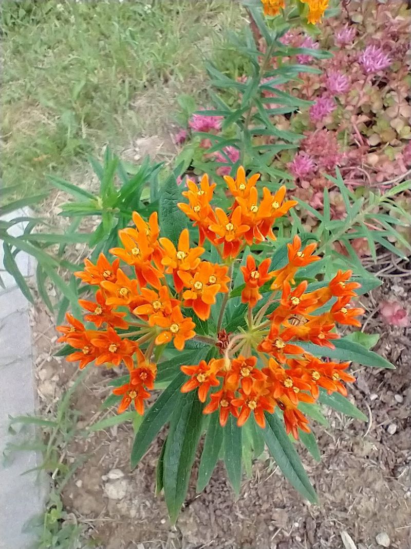 It Loves Sunny Michigan Beds It Loves Sunny Michigan Beds