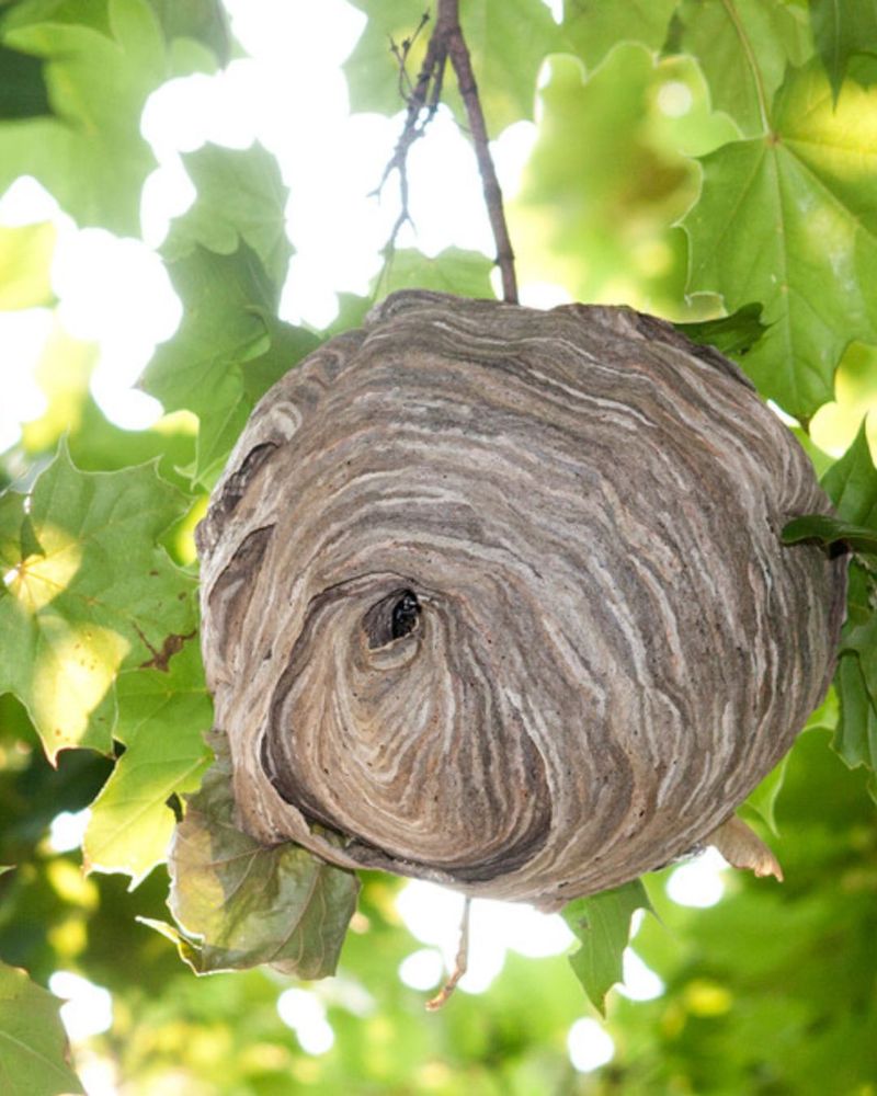 It May Be A Bald-Faced Hornet Nest In The Canopy It May Be A Bald-Faced Hornet Nest In The Canopy