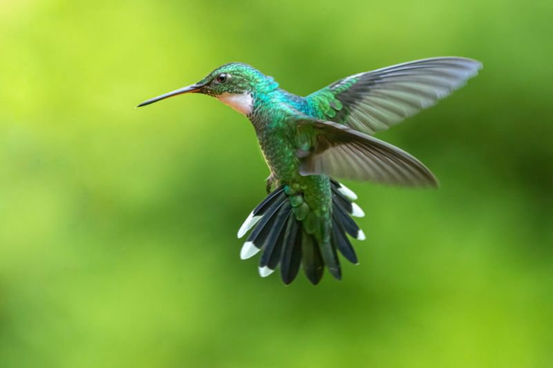 It May Be A Male Defending Territory It May Be A Male Defending Territory