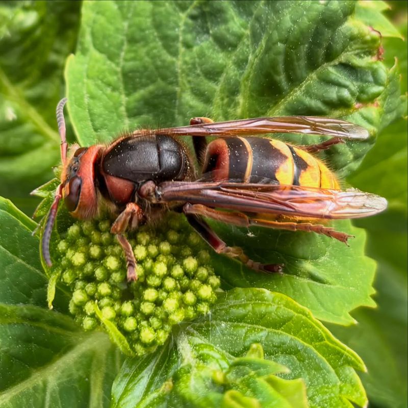 It May Be European Hornets Visiting Sap It May Be European Hornets Visiting Sap