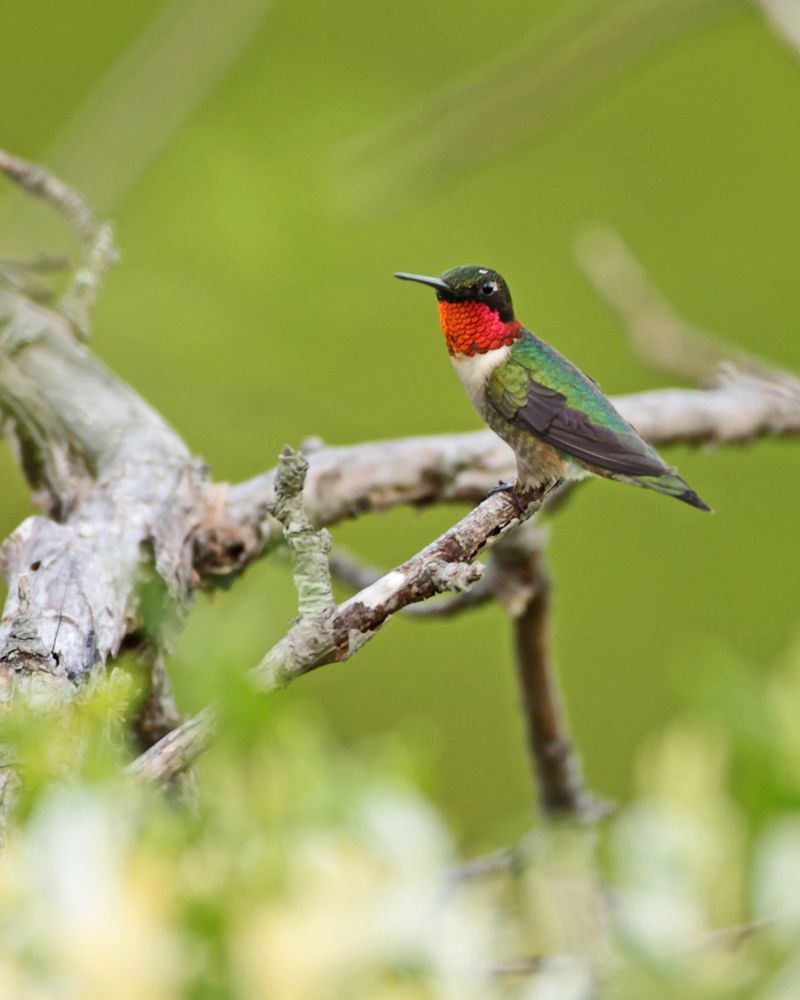 It May Be Hunting Insects, Not Just Drinking Nectar