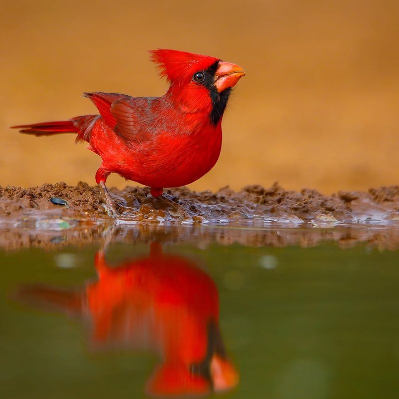 It May Be Searching For Drinking Or Bathing Water