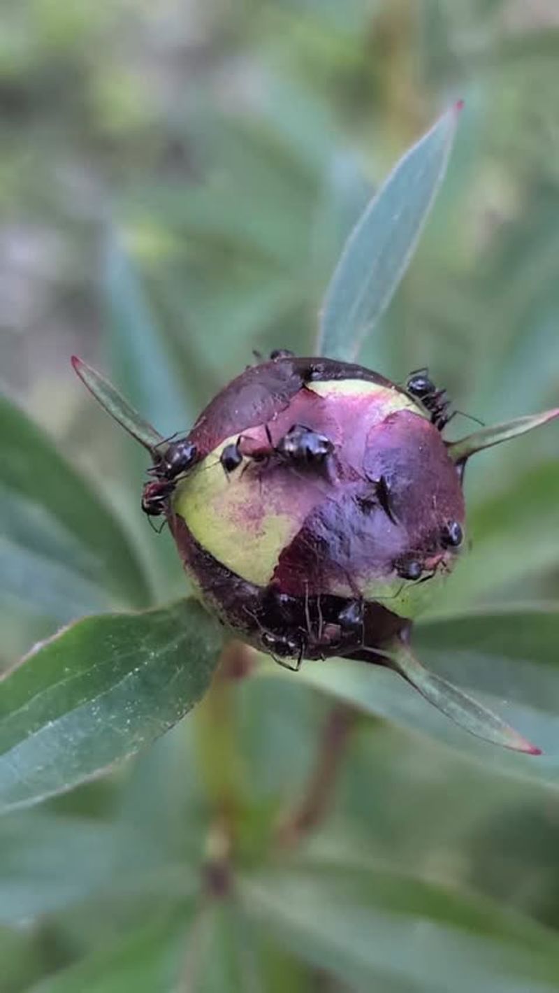 It May Even Help Keep Other Small Insects Away It May Even Help Keep Other Small Insects Away