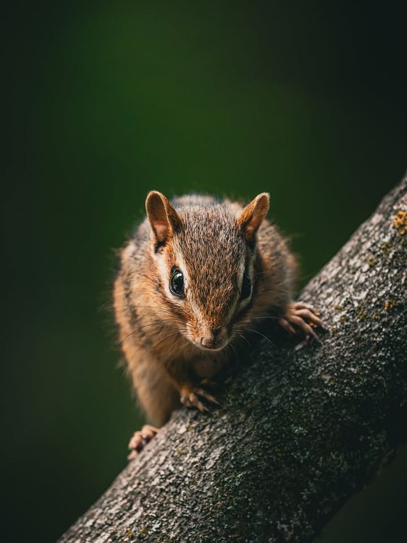 It May Have Shifted To A Better Food Source Nearby It May Have Shifted To A Better Food Source Nearby