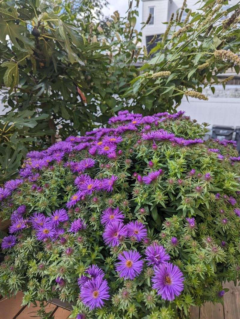 It May Need Support In Rich Soil It May Need Support In Rich Soil