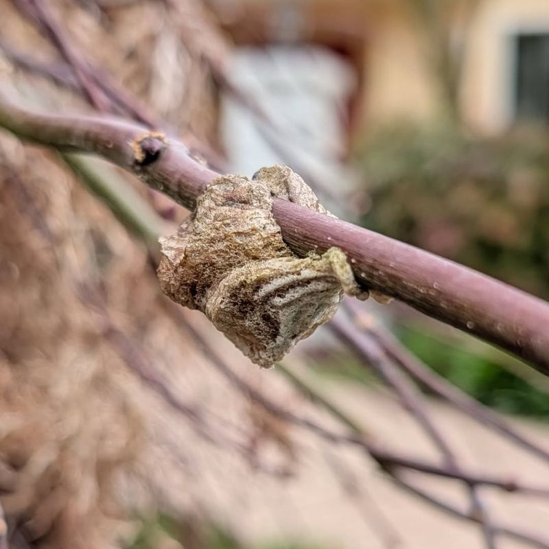 It Means A Mantis Used Your Garden As A Nursery It Means A Mantis Used Your Garden As A Nursery