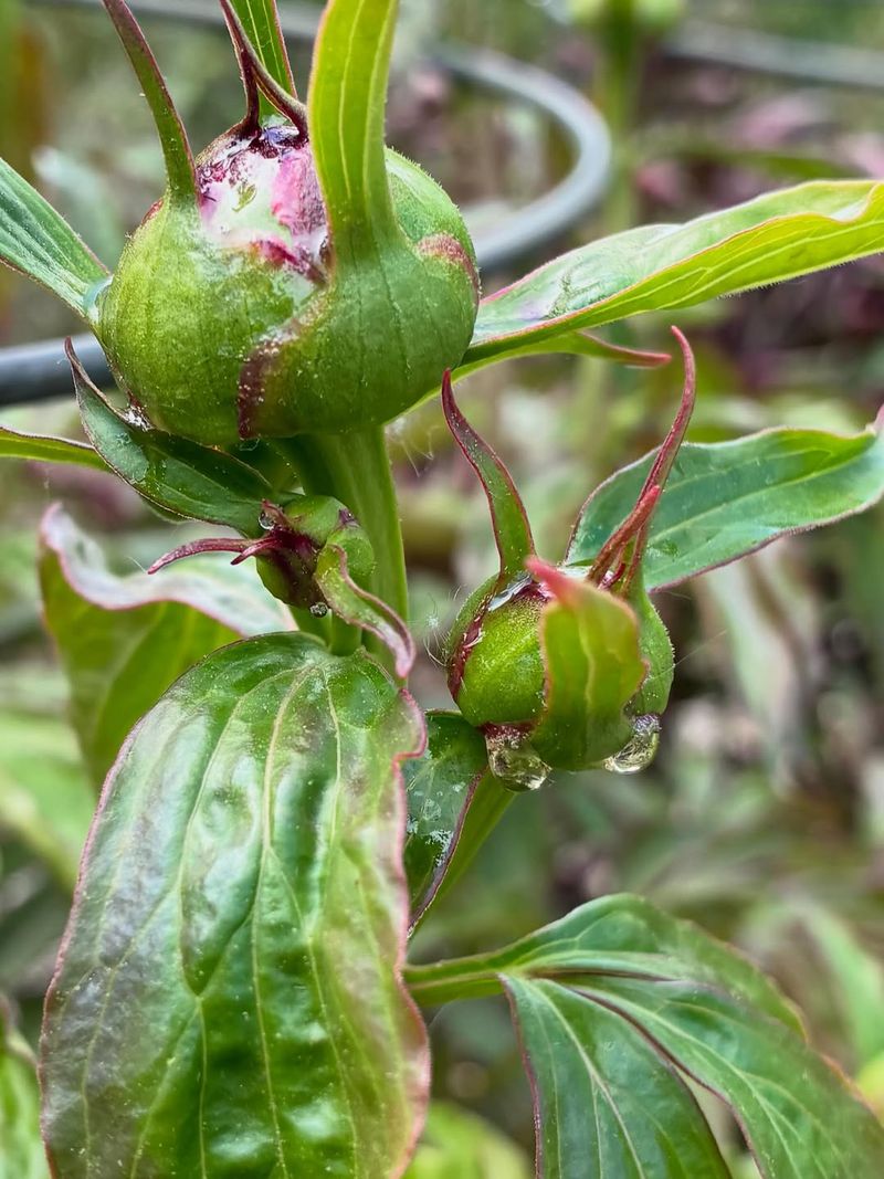 It Means The Buds Are Making Nectar It Means The Buds Are Making Nectar