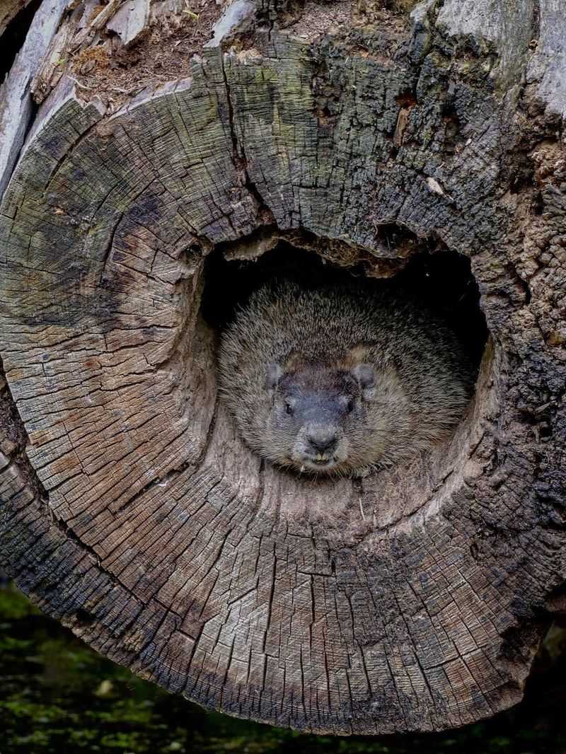 It Means They Found A Safe Place To Burrow It Means They Found A Safe Place To Burrow
