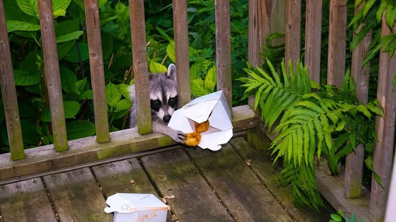 It Means You Should Remove Attractants, Not Feed It