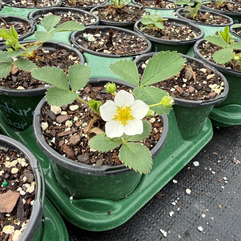 It Needs A Little Care During Its First Growing Season