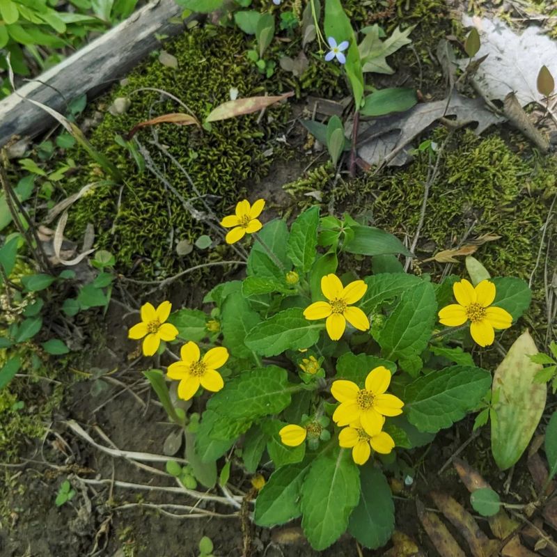 It Needs Different Expectations Than Begonias It Needs Different Expectations Than Begonias