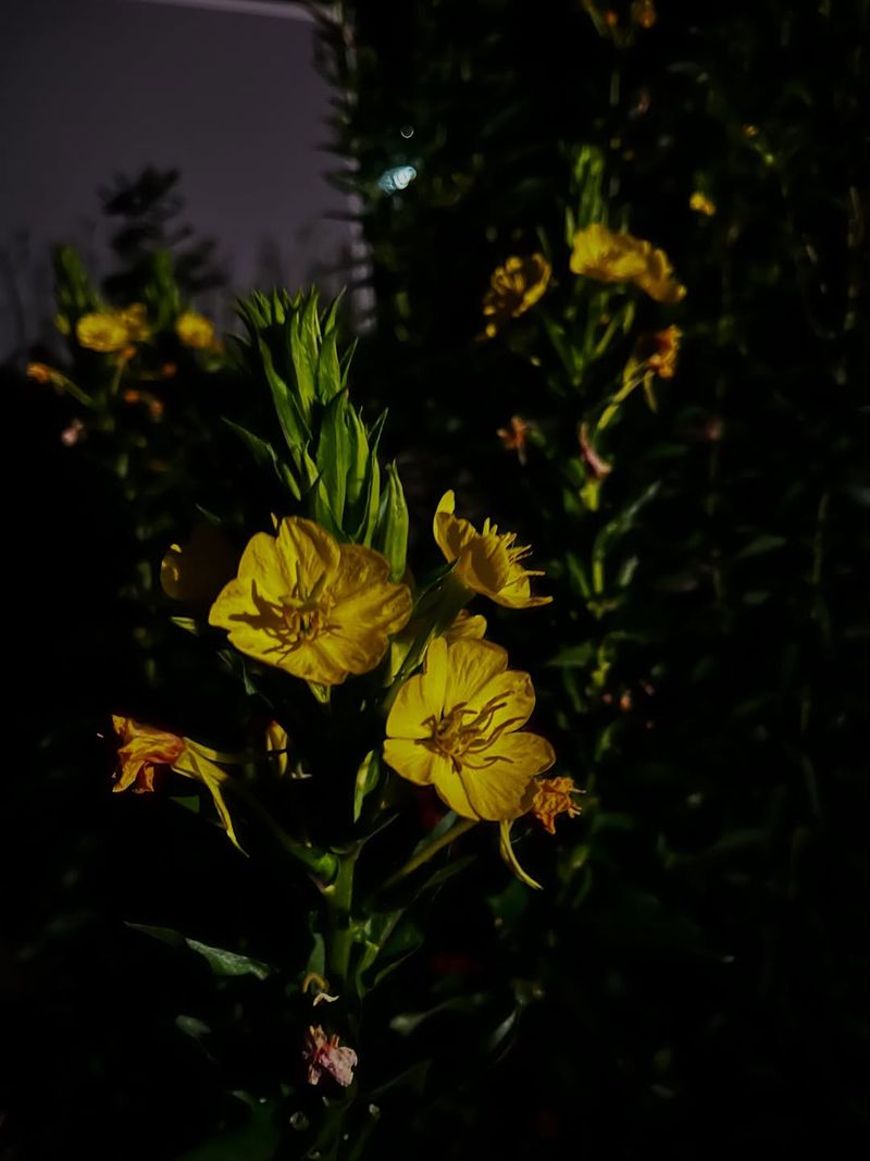 It Opens As Evening Falls It Opens As Evening Falls