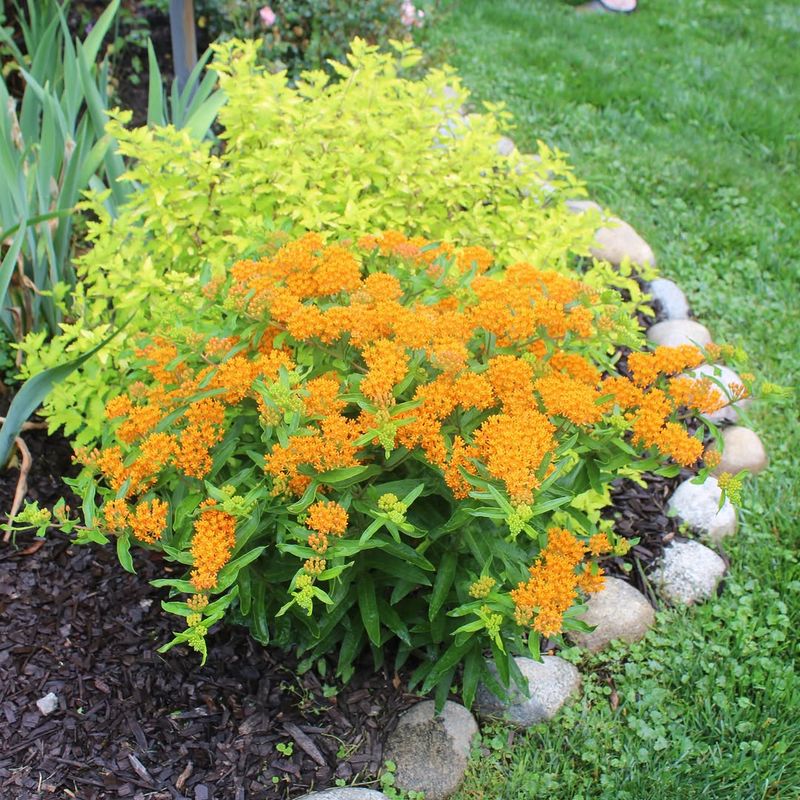 It Pairs Beautifully With Other Dry Soil Perennials It Pairs Beautifully With Other Dry Soil Perennials