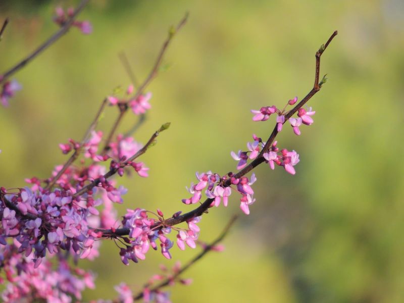 It Produces A Spectacular Early-Spring Display It Produces A Spectacular Early-Spring Display