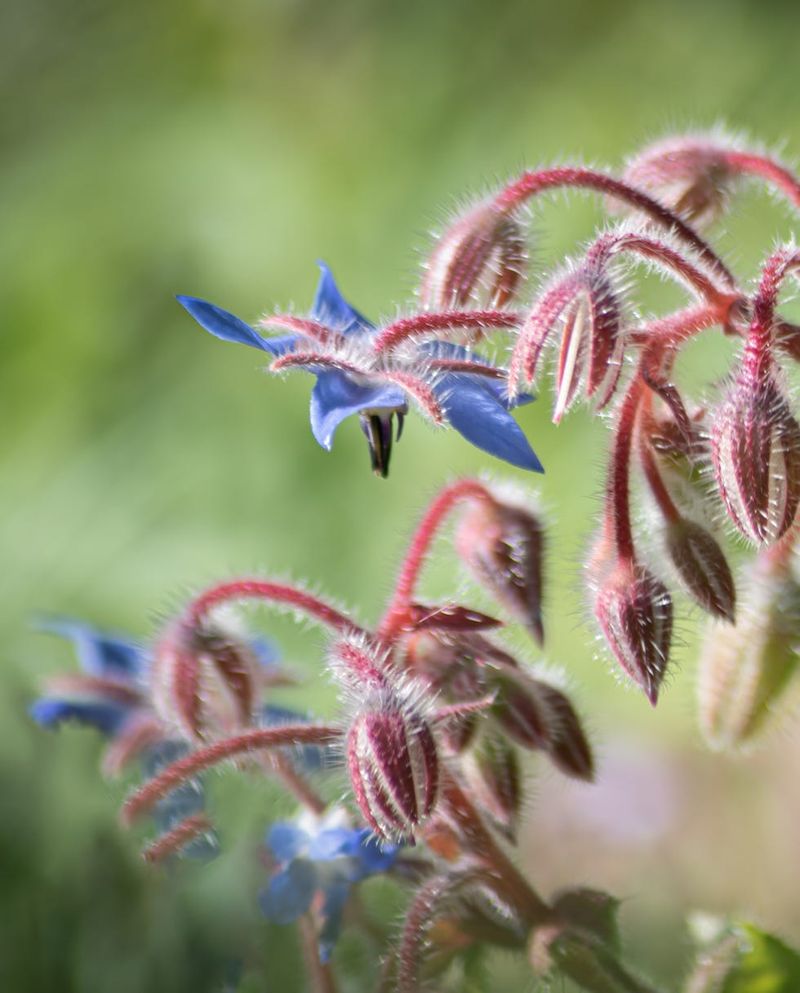 It Quietly Pulls Pest Enemies Off Your Plants It Quietly Pulls Pest Enemies Off Your Plants