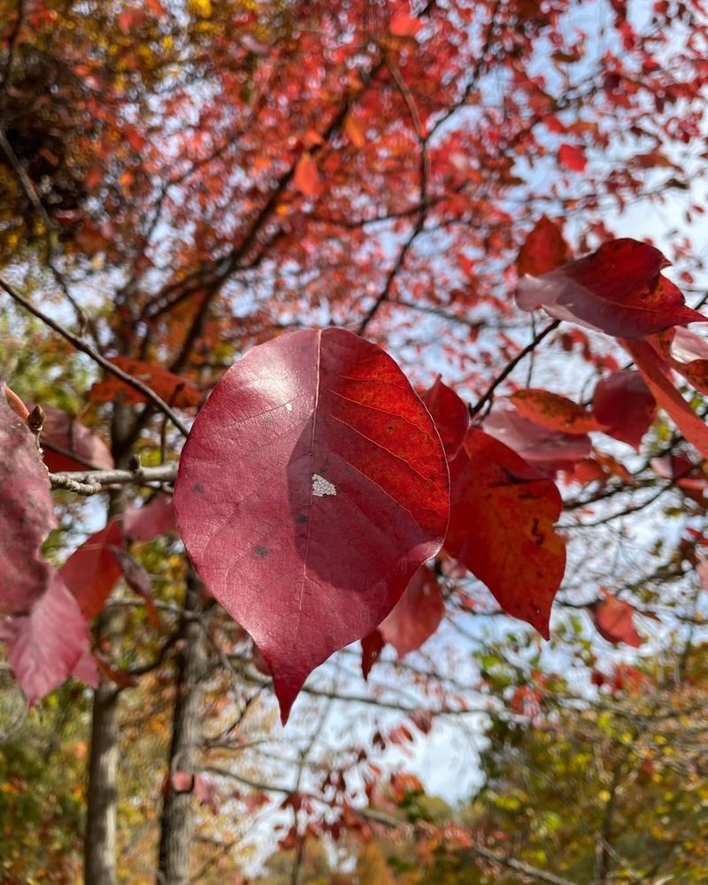 It Rewards Gardeners With Fall Color And Wildlife Value