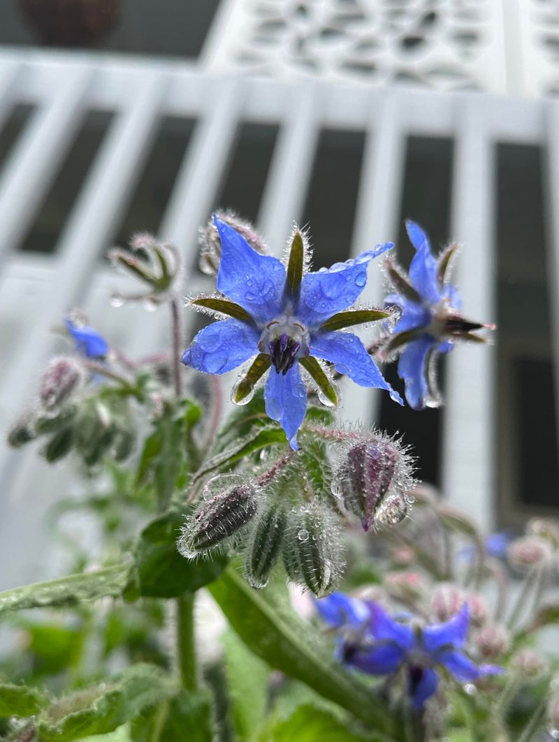 It Shrugs Off Our Muggy Summers And Storms It Shrugs Off Our Muggy Summers And Storms