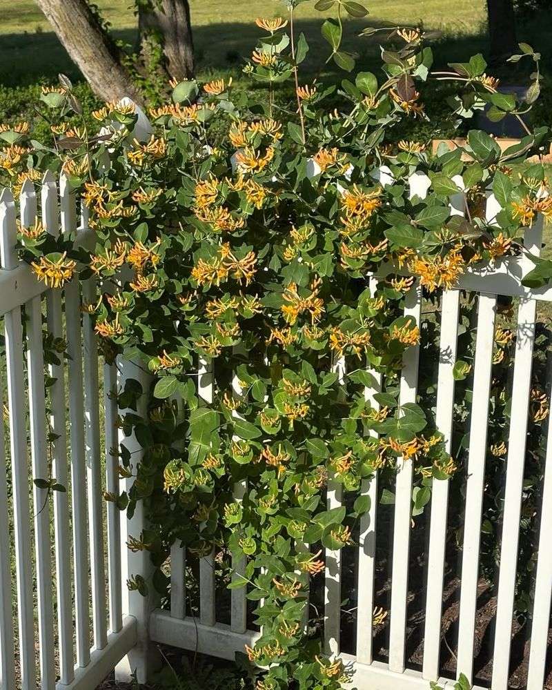 It Spreads Beyond The Fence