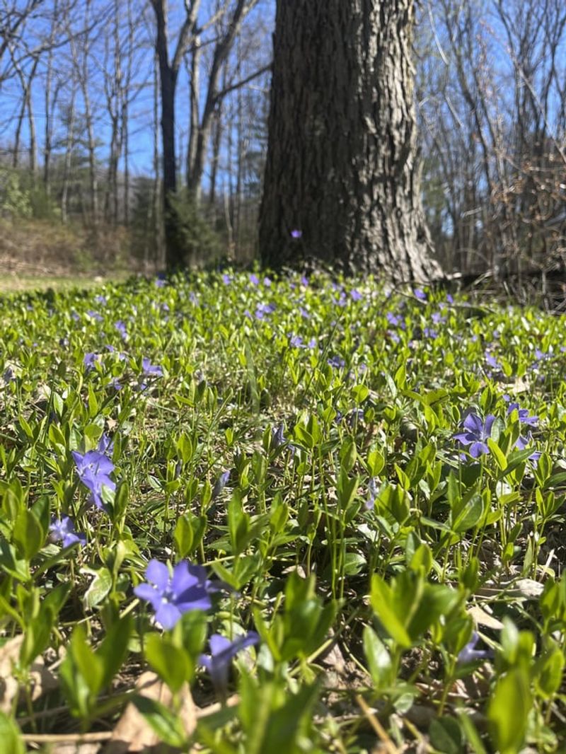 It Spreads Fast Through Shady Beds It Spreads Fast Through Shady Beds