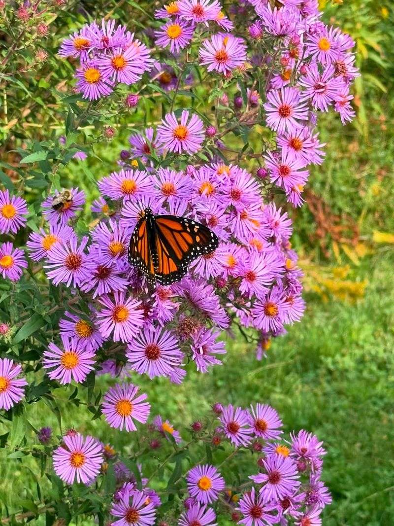 It Supports Late Season Pollinators It Supports Late Season Pollinators