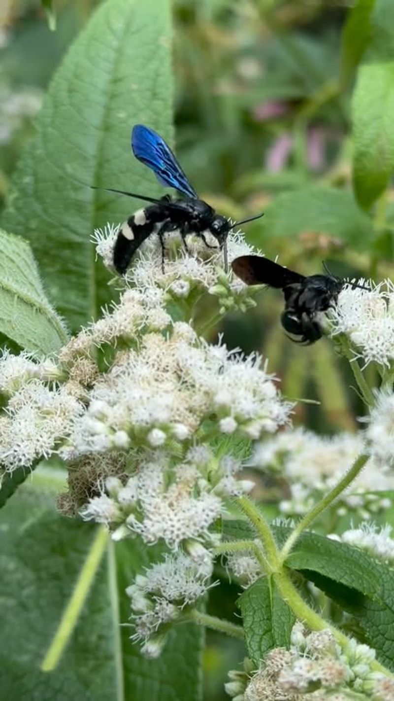 It Supports More Than One Helpful Insect Group It Supports More Than One Helpful Insect Group