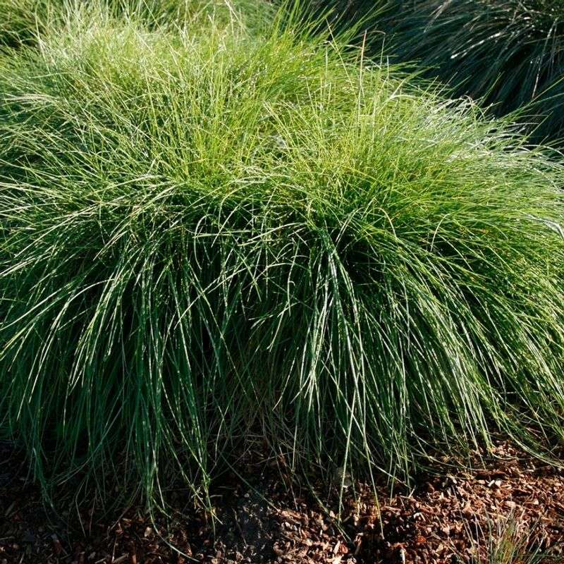 It Supports Pollinators And Native Garden Ecology It Supports Pollinators And Native Garden Ecology