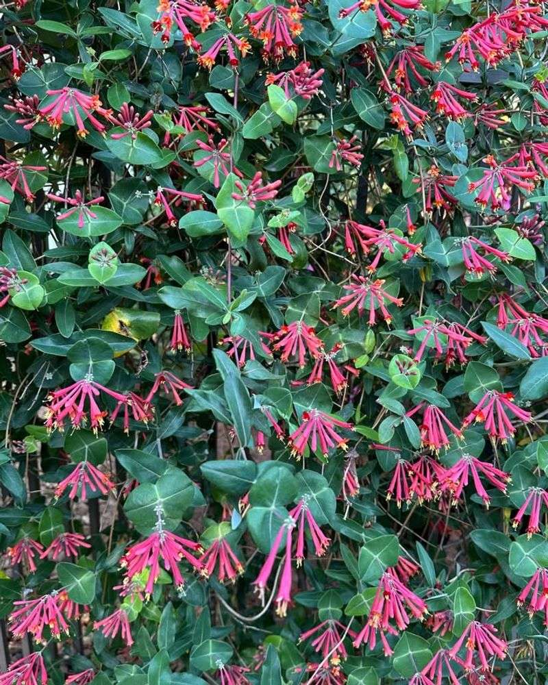 It Supports Wildlife Beyond Nectar And Berries