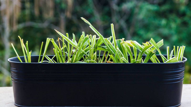It Thrives In A Pot You Can Rescue From Frost It Thrives In A Pot You Can Rescue From Frost