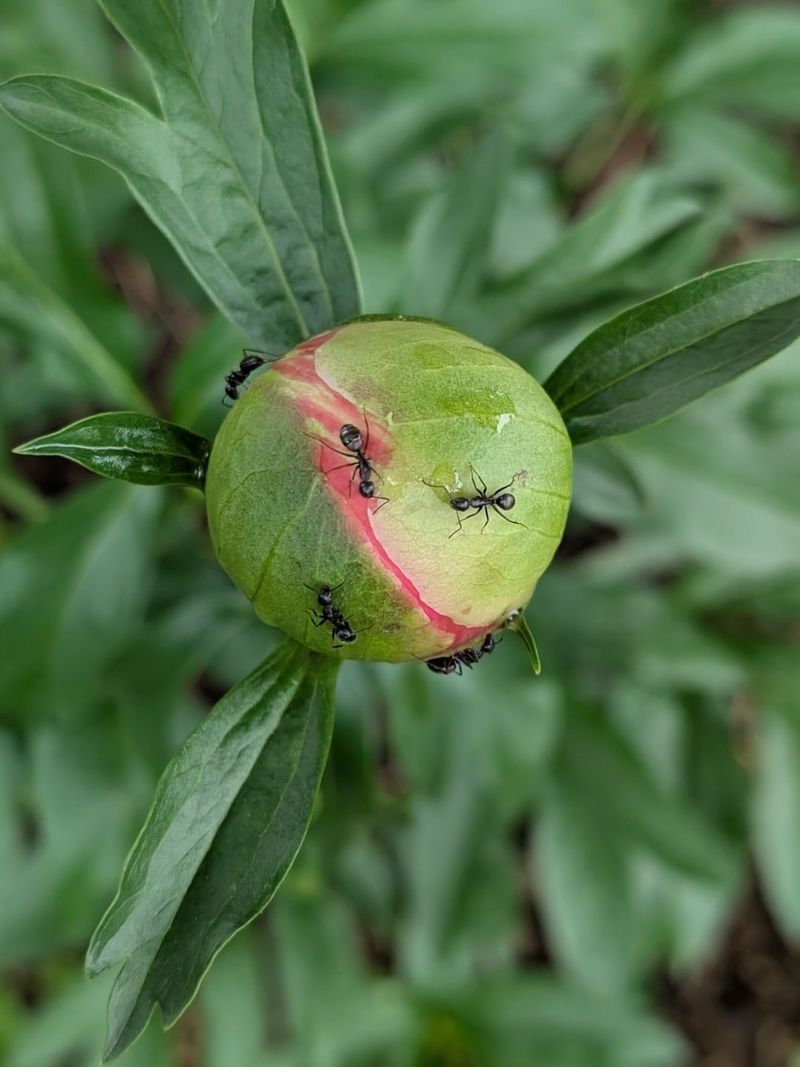 It Usually Does Not Mean The Buds Are Being Harmed It Usually Does Not Mean The Buds Are Being Harmed