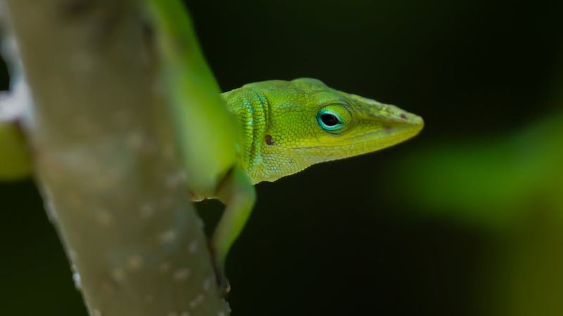 It Usually Means Your Yard Is Supporting Wildlife It Usually Means Your Yard Is Supporting Wildlife