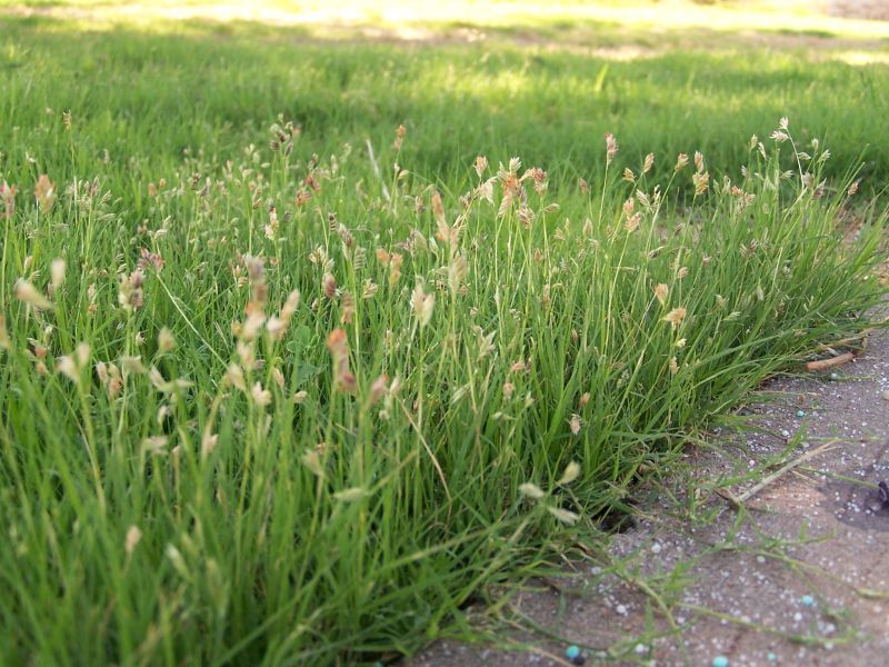 It Usually Requires Less Mowing