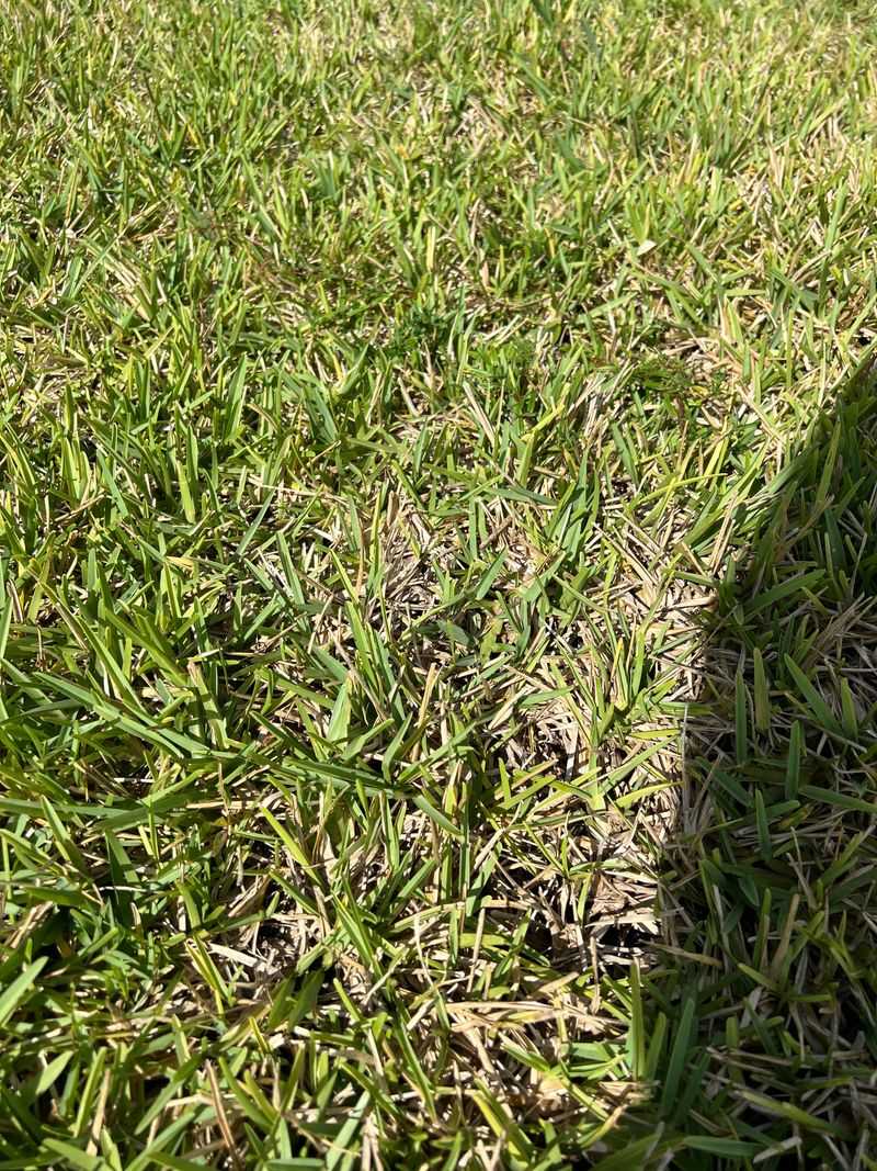 It Wastes Money If The Grass Is Not Actively Growing Well It Wastes Money If The Grass Is Not Actively Growing Well