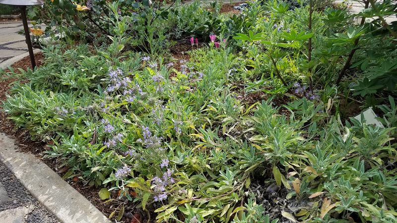 It Works Best In Decorative Lawn Areas It Works Best In Decorative Lawn Areas