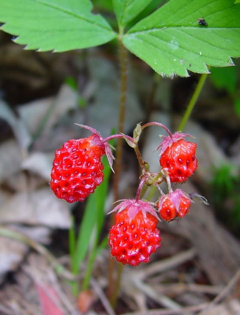 It Works In A Wide Variety Of Soil Conditions