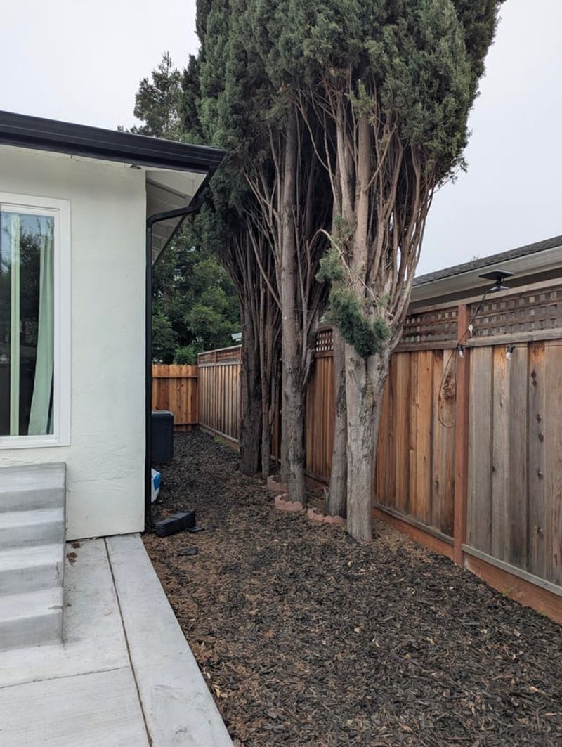 Italian Cypress Can Become A Vertical Fuse