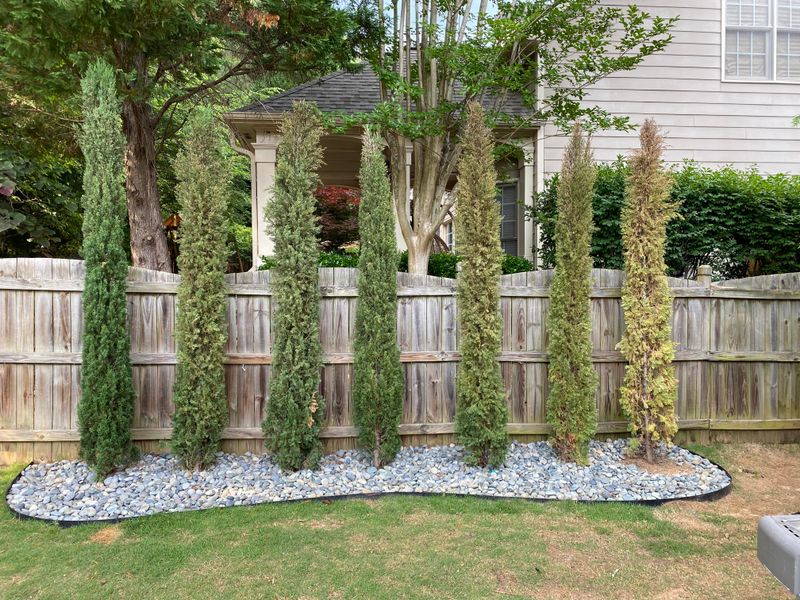 Italian Cypress Packs Heat Close