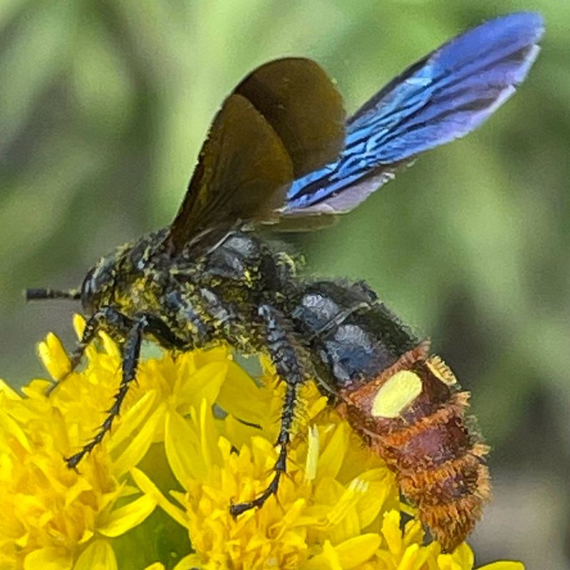 Its Bold Markings Often Cause Confusion Its Bold Markings Often Cause Confusion