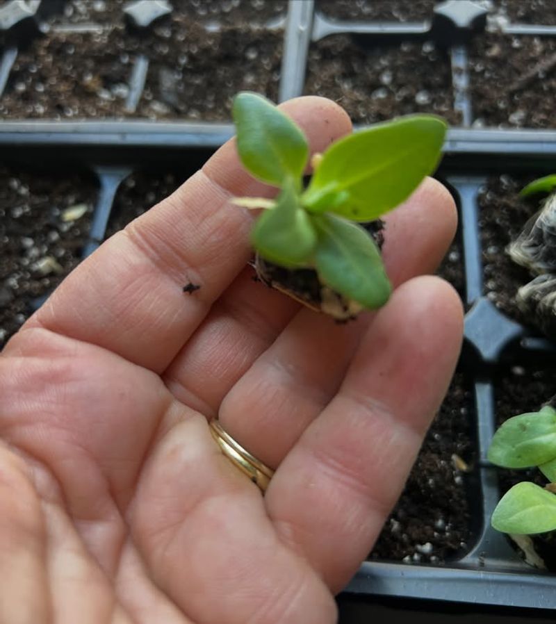 Its Extremely Slow Start Tests Every Gardener's Patience