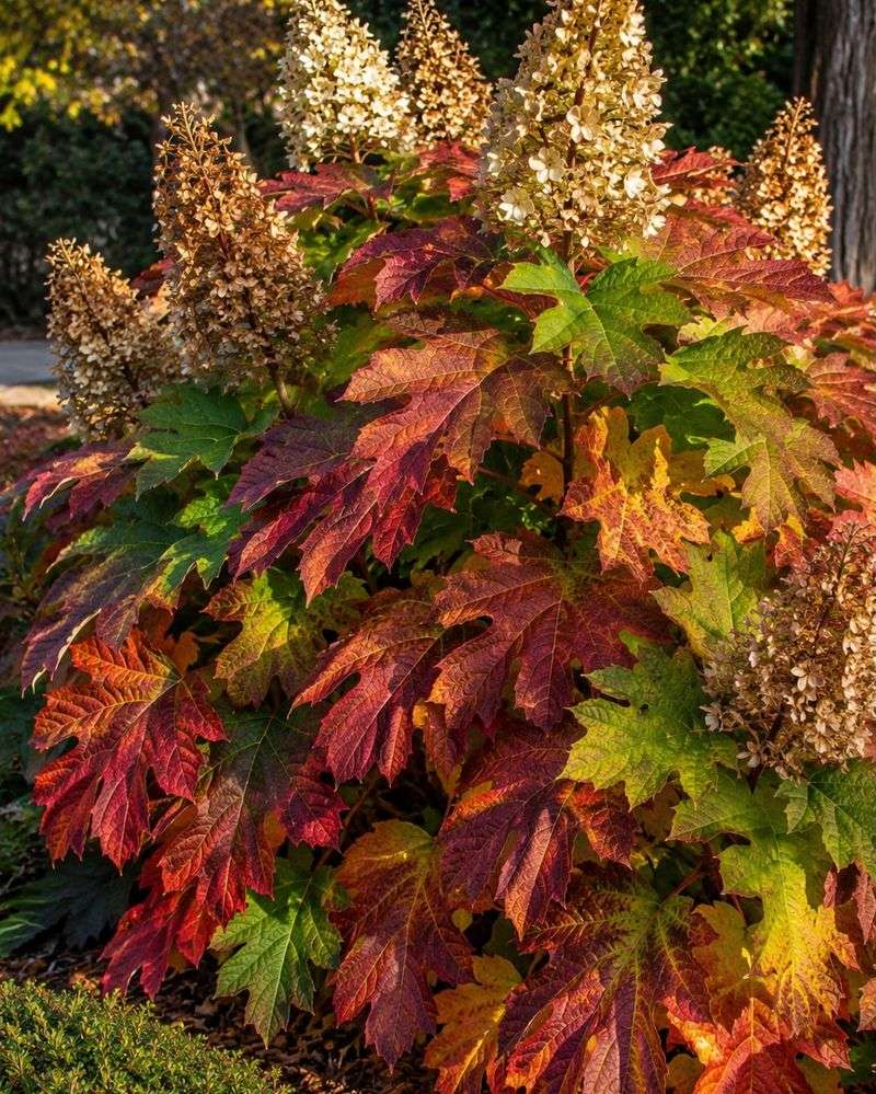 Its Fall Color Makes It Feel Like Two Plants In One Its Fall Color Makes It Feel Like Two Plants In One