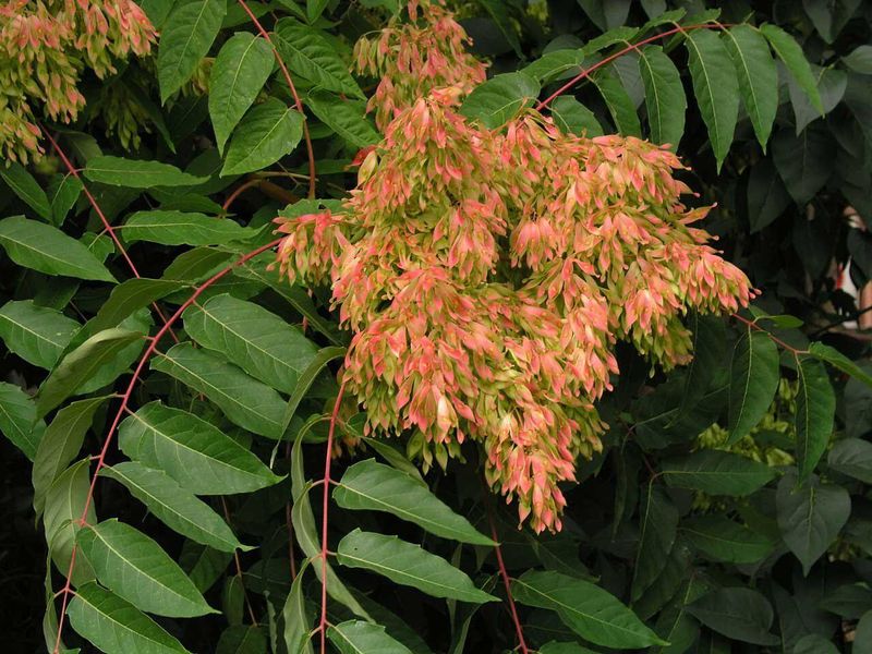 Its Flowers Add To The Smell In Early Summer Its Flowers Add To The Smell In Early Summer